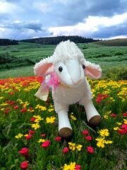 Mellito Toyzz 60 Cm Kıvırcık Sevimli Kuzu Peluş Oyuncak ve Uyku Arkadaşı